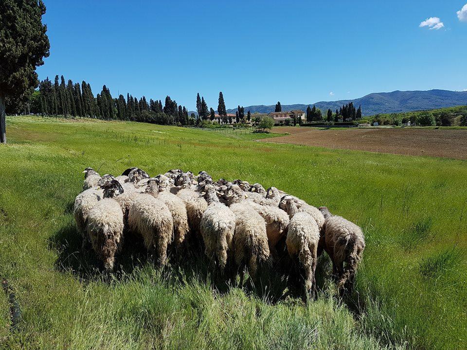Agriturismo Fattoria Rozzalupi سيريتو غيدي المظهر الخارجي الصورة